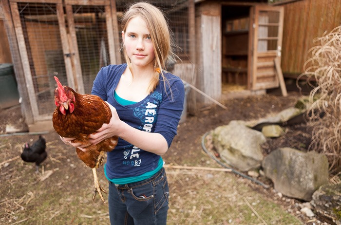 Holding a gold sex link chicken, Emma Pirie, 12, stands in front of the family chicken coop in her backyard urban farm in Shoreline, WA, on Sunday, Feb. 26, 2012. The Pirie family farm includes nine chickens and eight rabbits, as well as a large garden. (Photo/Neil Enns)